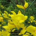 Spartium junceum fleur P9